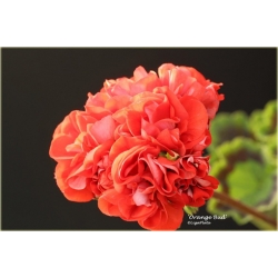 Nasiona Geranium pomarańczowe szt.5 Nxx470